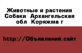 Животные и растения Собаки. Архангельская обл.,Коряжма г.